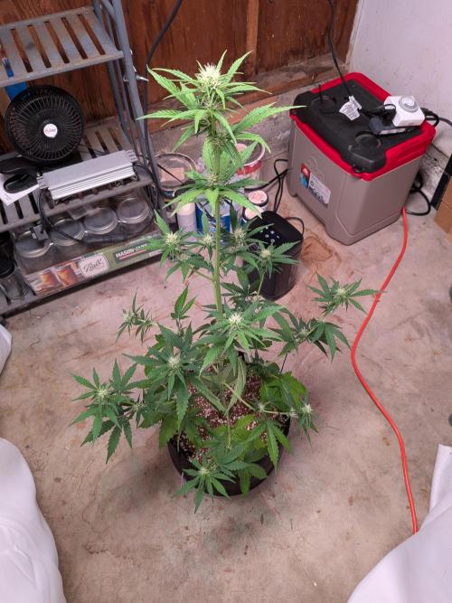 Gorilla Z auto (mostly flower/harvest). Week 6