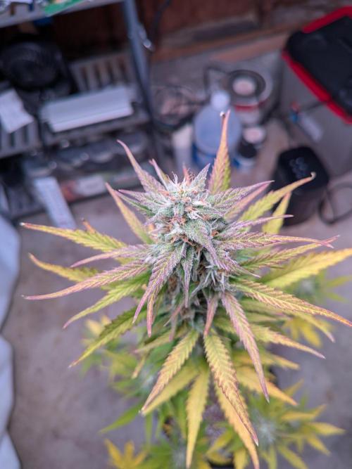 Gorilla Z auto (mostly flower/harvest). Week 9