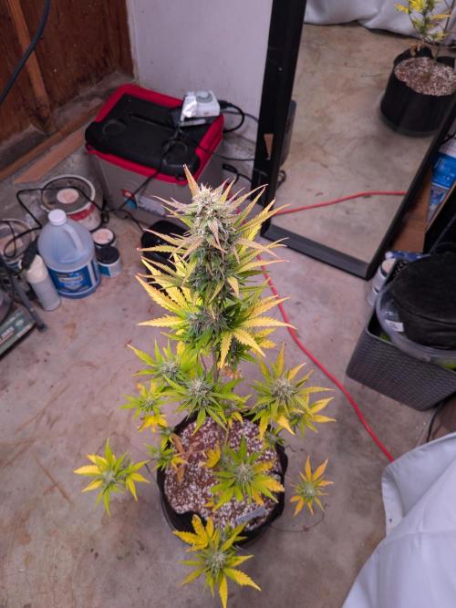 Gorilla Z auto (mostly flower/harvest). Week 9