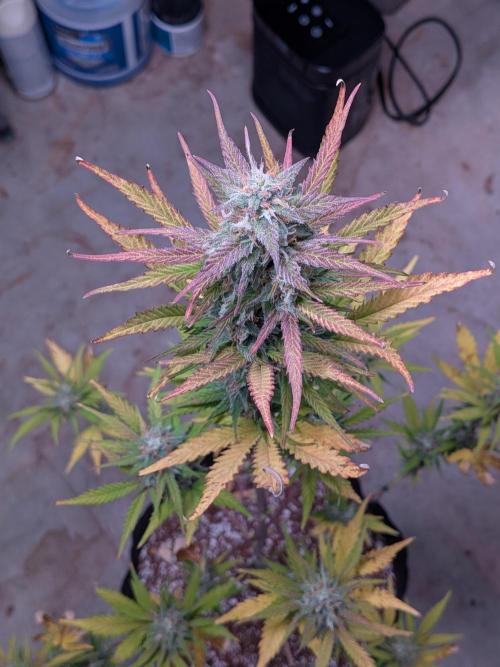 Gorilla Z auto (mostly flower/harvest). Week 9