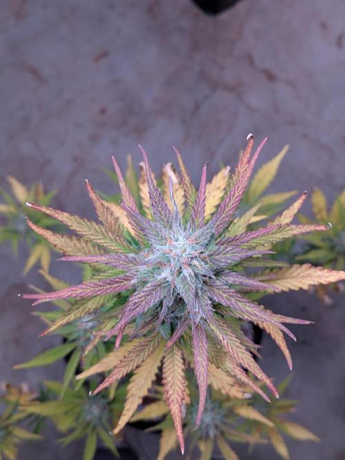 Gorilla Z auto (mostly flower/harvest). Week 9