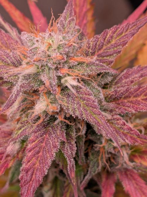 Gorilla Z auto (mostly flower/harvest). Week 10