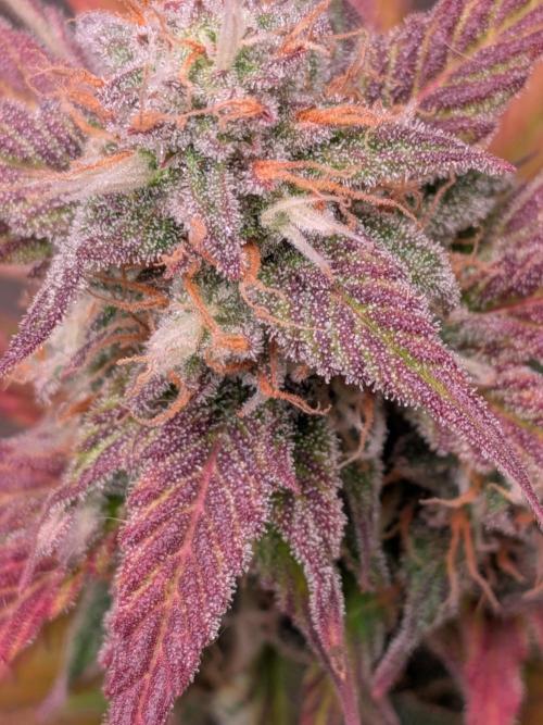 Gorilla Z auto (mostly flower/harvest). Week 10