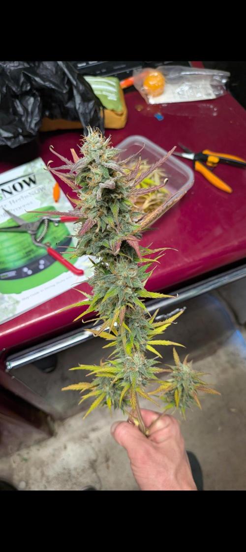 Gorilla Z auto (mostly flower/harvest). Week 10