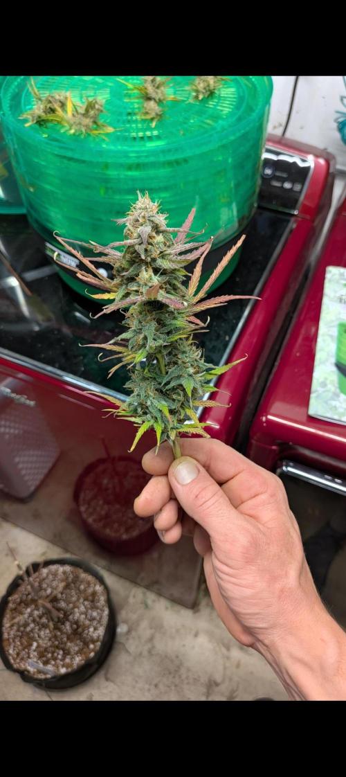 Gorilla Z auto (mostly flower/harvest). Week 10