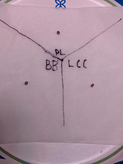 A purple and fruity Fastbuds trio. Week 0