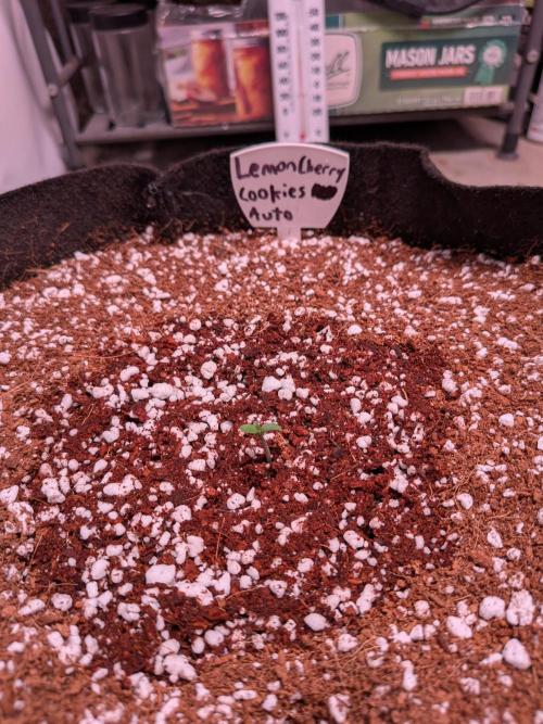 A purple and fruity Fastbuds trio. Week 0