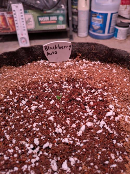 A purple and fruity Fastbuds trio. Week 0