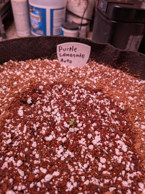 A purple and fruity Fastbuds trio. Week 0