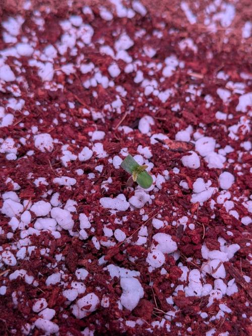 A purple and fruity Fastbuds trio. Week 0