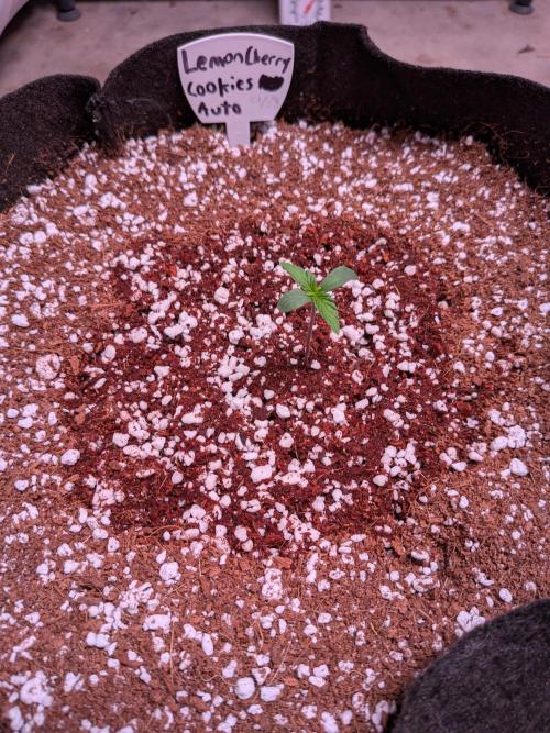 A purple and fruity Fastbuds trio. Week 0