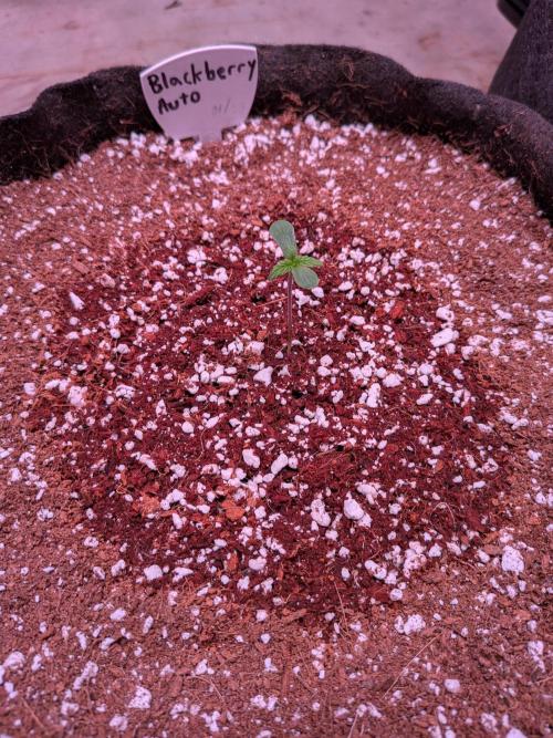 A purple and fruity Fastbuds trio. Week 0