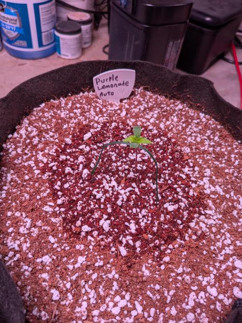 A purple and fruity Fastbuds trio. Week 0