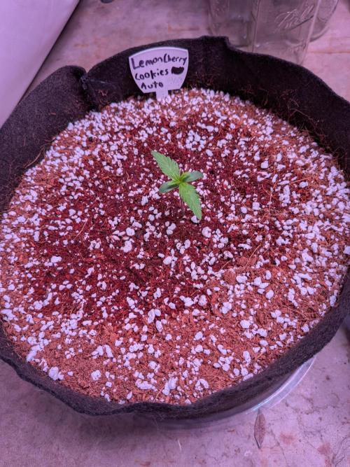 A purple and fruity Fastbuds trio. Week 2 - 01/28