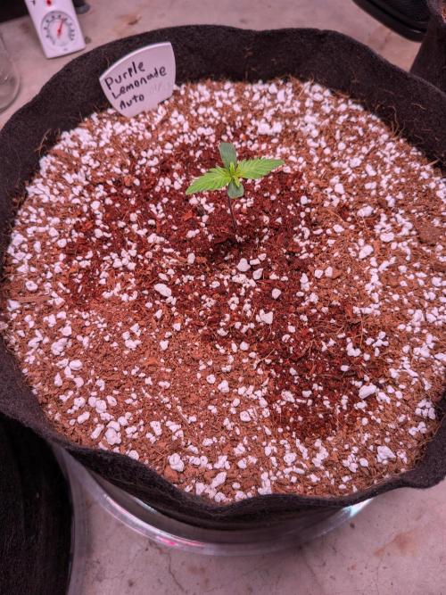 A purple and fruity Fastbuds trio. Week 2 - 01/28