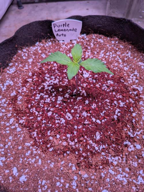 A purple and fruity Fastbuds trio. Week 2 - 01/31