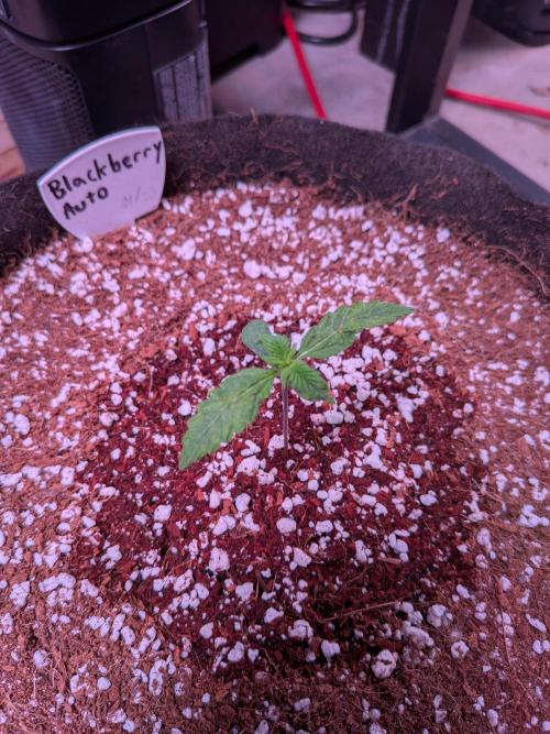 A purple and fruity Fastbuds trio. Week 2 - 01/31