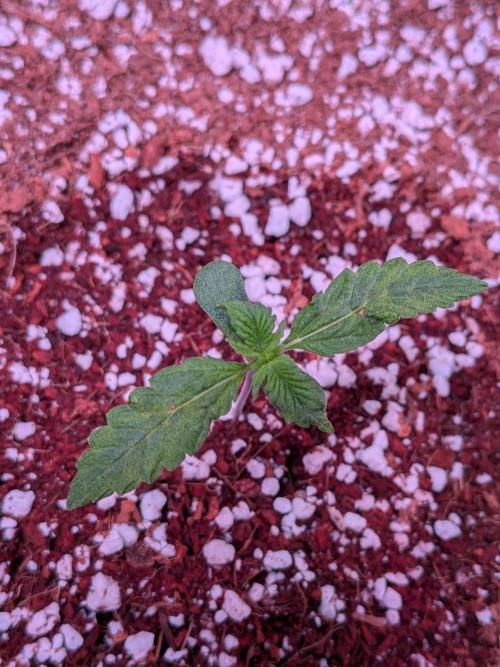 A purple and fruity Fastbuds trio. Week 2 - BB close up