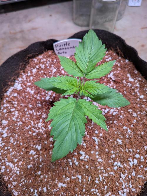 A purple and fruity Fastbuds trio. Week 3