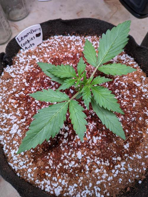 A purple and fruity Fastbuds trio. Week 3