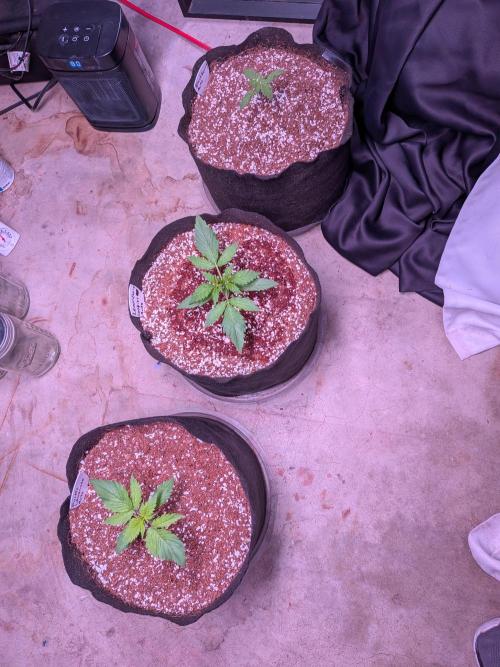 A purple and fruity Fastbuds trio. Week 3 - Three beautiful sisters 😍