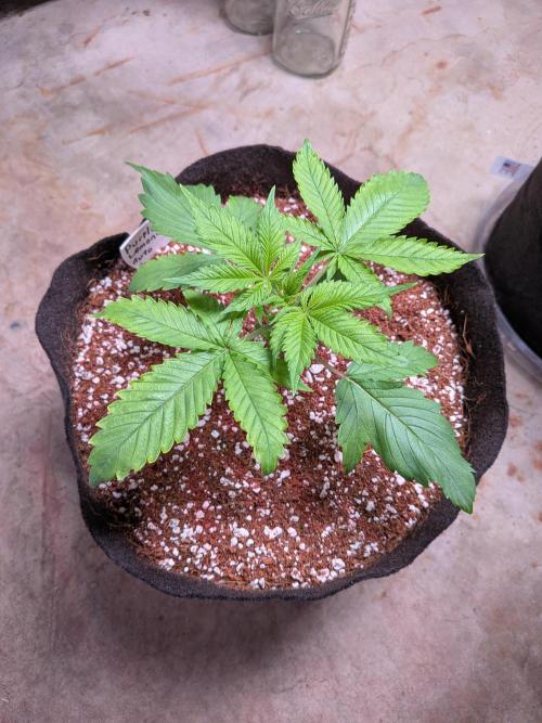 A purple and fruity Fastbuds trio. Week 3 - PL showing a lil light stress 