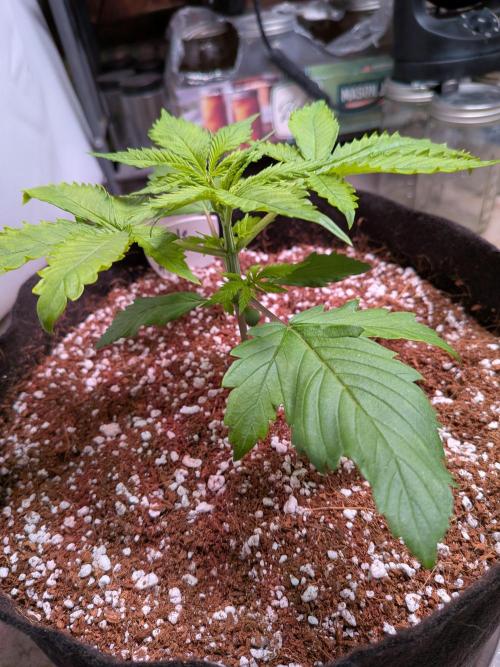 A purple and fruity Fastbuds trio. Week 3