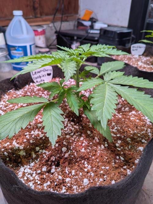 A purple and fruity Fastbuds trio. Week 3