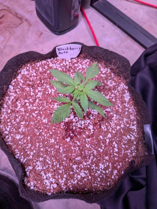 A purple and fruity Fastbuds trio. Week 3