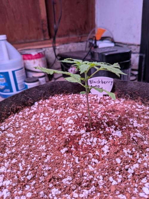 A purple and fruity Fastbuds trio. Week 3