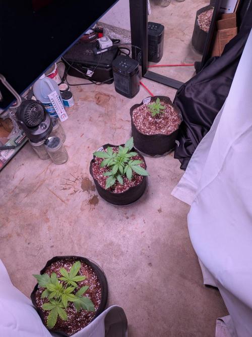 A purple and fruity Fastbuds trio. Week 3