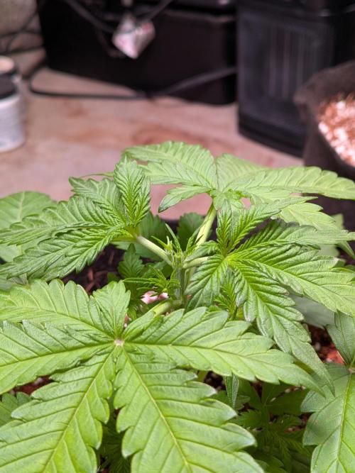 A purple and fruity Fastbuds trio. Week 3 - After 