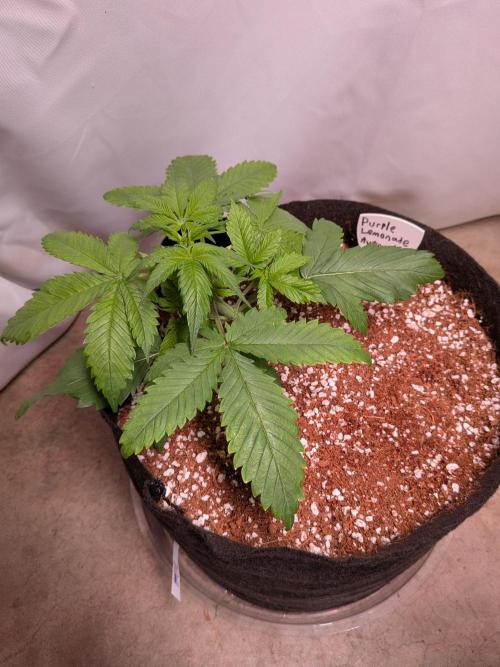 A purple and fruity Fastbuds trio. Week 4