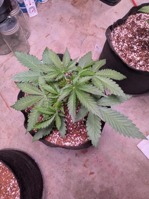 A purple and fruity Fastbuds trio. Week 4