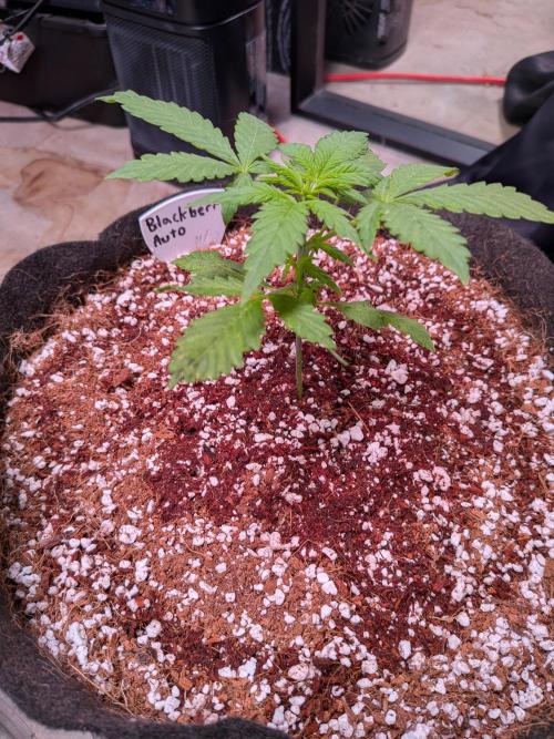 A purple and fruity Fastbuds trio. Week 4