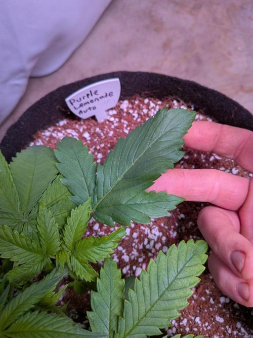 A purple and fruity Fastbuds trio. Week 4 - My girl's beautiful 2.5 finger mutant leaf 😍