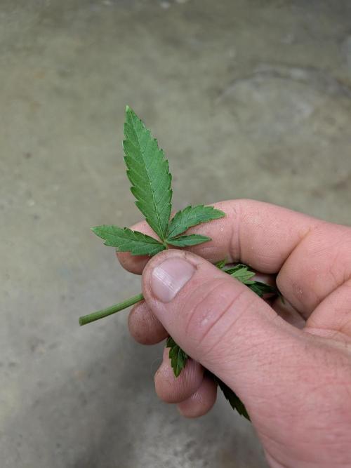 A purple and fruity Fastbuds trio. Week 4 - And her sister's 4 finger leaf 😍