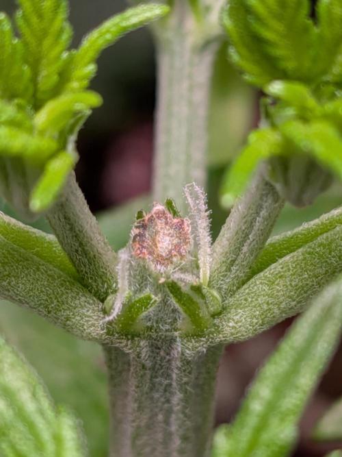 A purple and fruity Fastbuds trio. Week 4