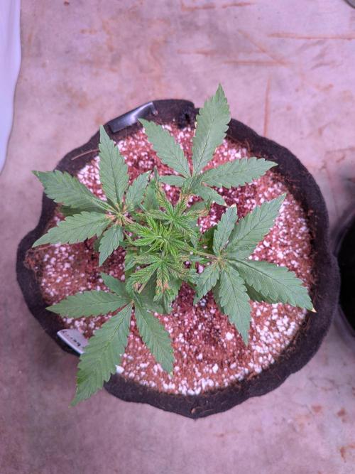 A purple and fruity Fastbuds trio. Week 4 - BB burned from treatment
