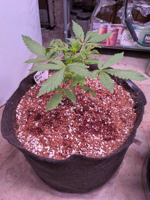 A purple and fruity Fastbuds trio. Week 4