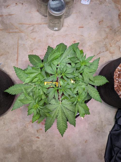 A purple and fruity Fastbuds trio. Week 4 - LCC building her 8 beautiful colas 💪😍