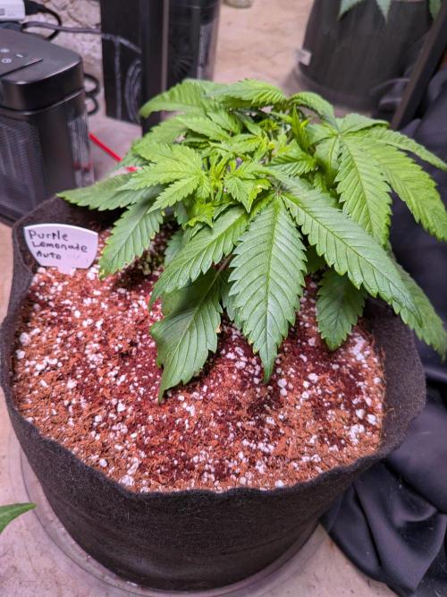 A purple and fruity Fastbuds trio. Week 4 - PL finally letting me bend her top