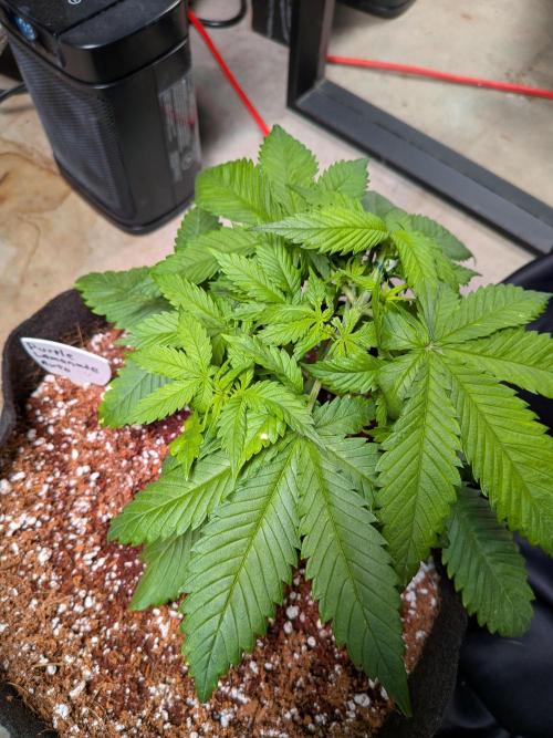 A purple and fruity Fastbuds trio. Week 4 - Exposing as many nodes as her big leaves will let me