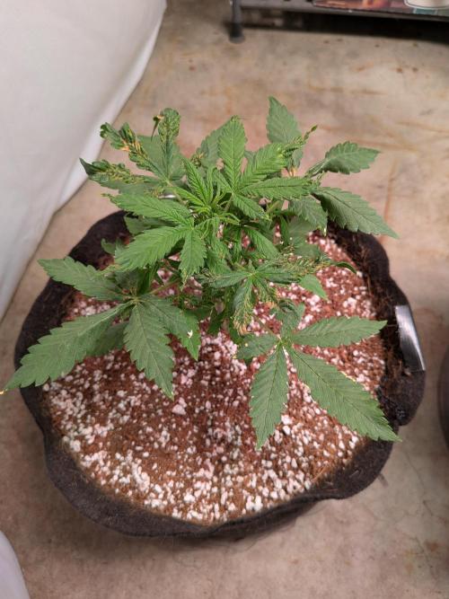 A purple and fruity Fastbuds trio. Week 5