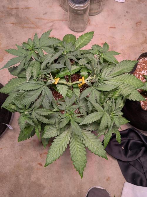 A purple and fruity Fastbuds trio. Week 5