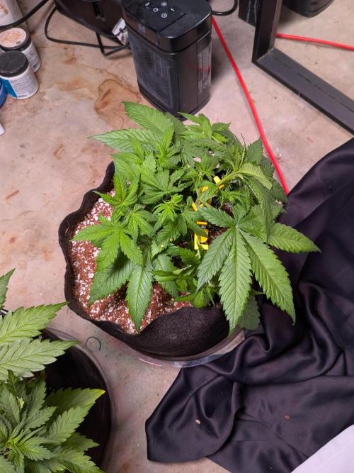 A purple and fruity Fastbuds trio. Week 5