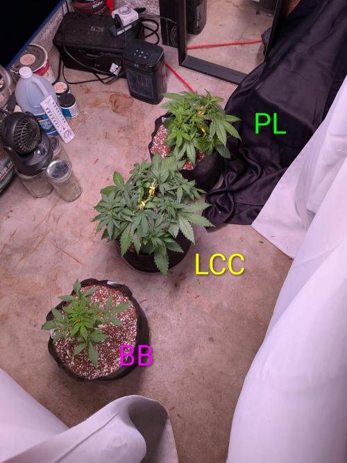 A purple and fruity Fastbuds trio. Week 5