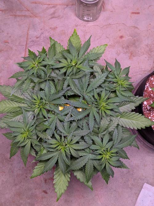 A purple and fruity Fastbuds trio. Week 5