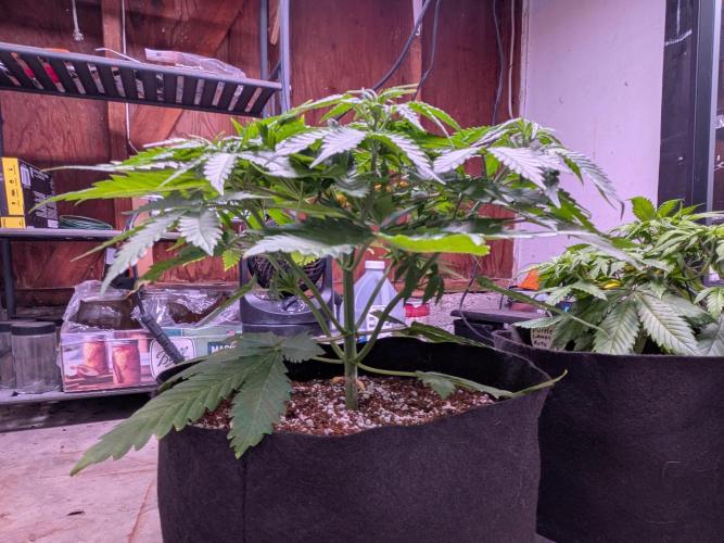 A purple and fruity Fastbuds trio. Week 5