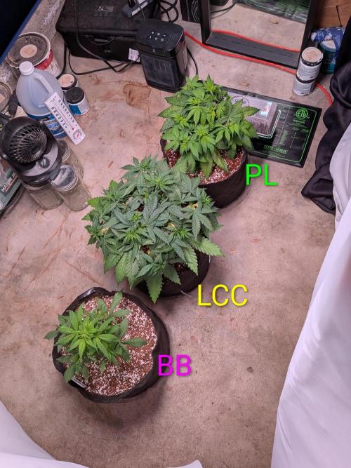 A purple and fruity Fastbuds trio. Week 5